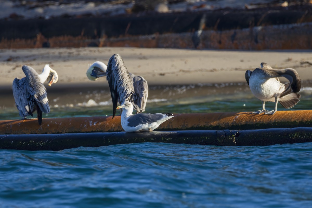 Lesser Black-backed Gull - ML646523528