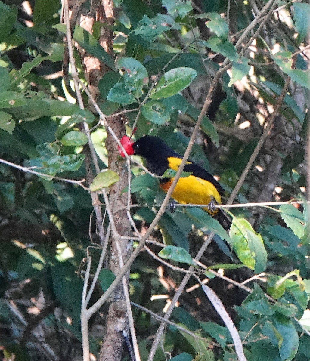 Black-cowled Oriole - ML646523533