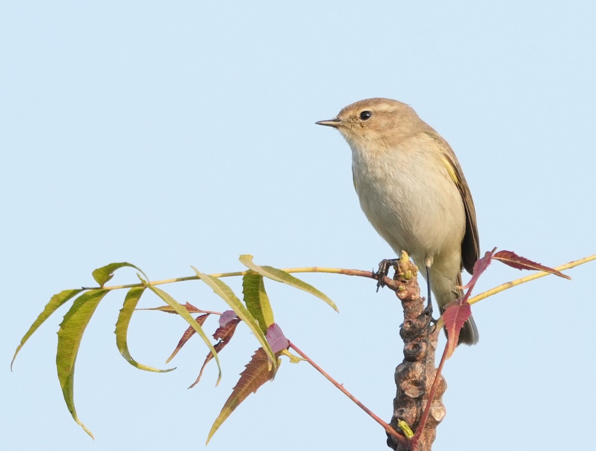 Common Chiffchaff - ML646523536