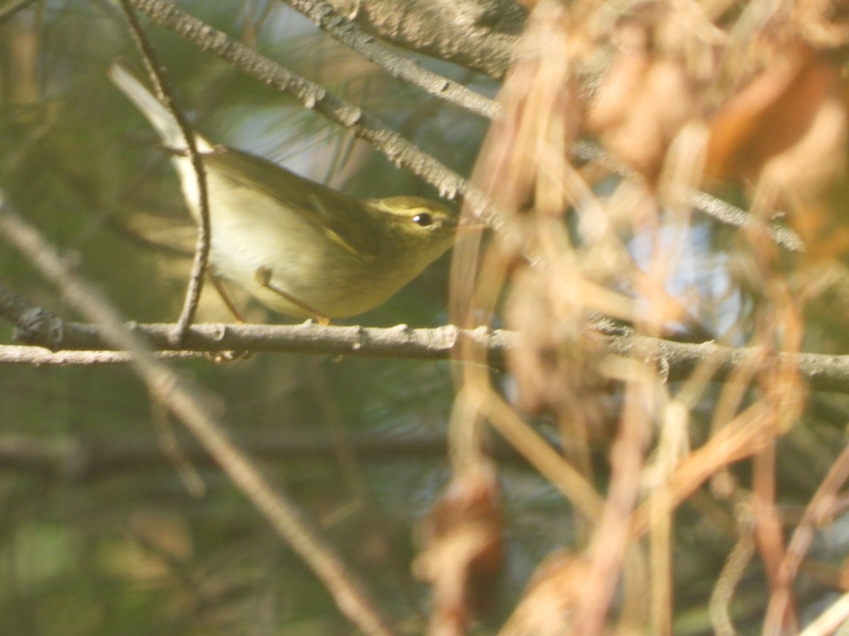 Arctic Warbler - ML646523537