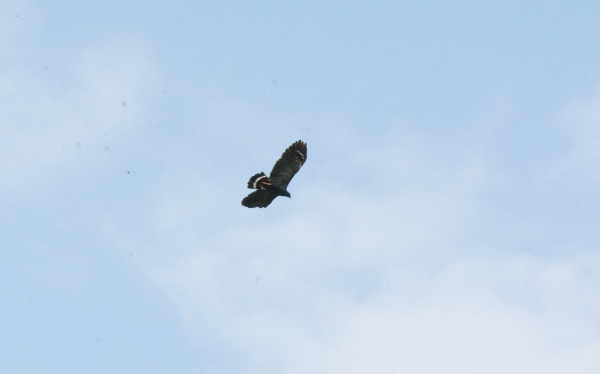 Crane Hawk - ML646523541