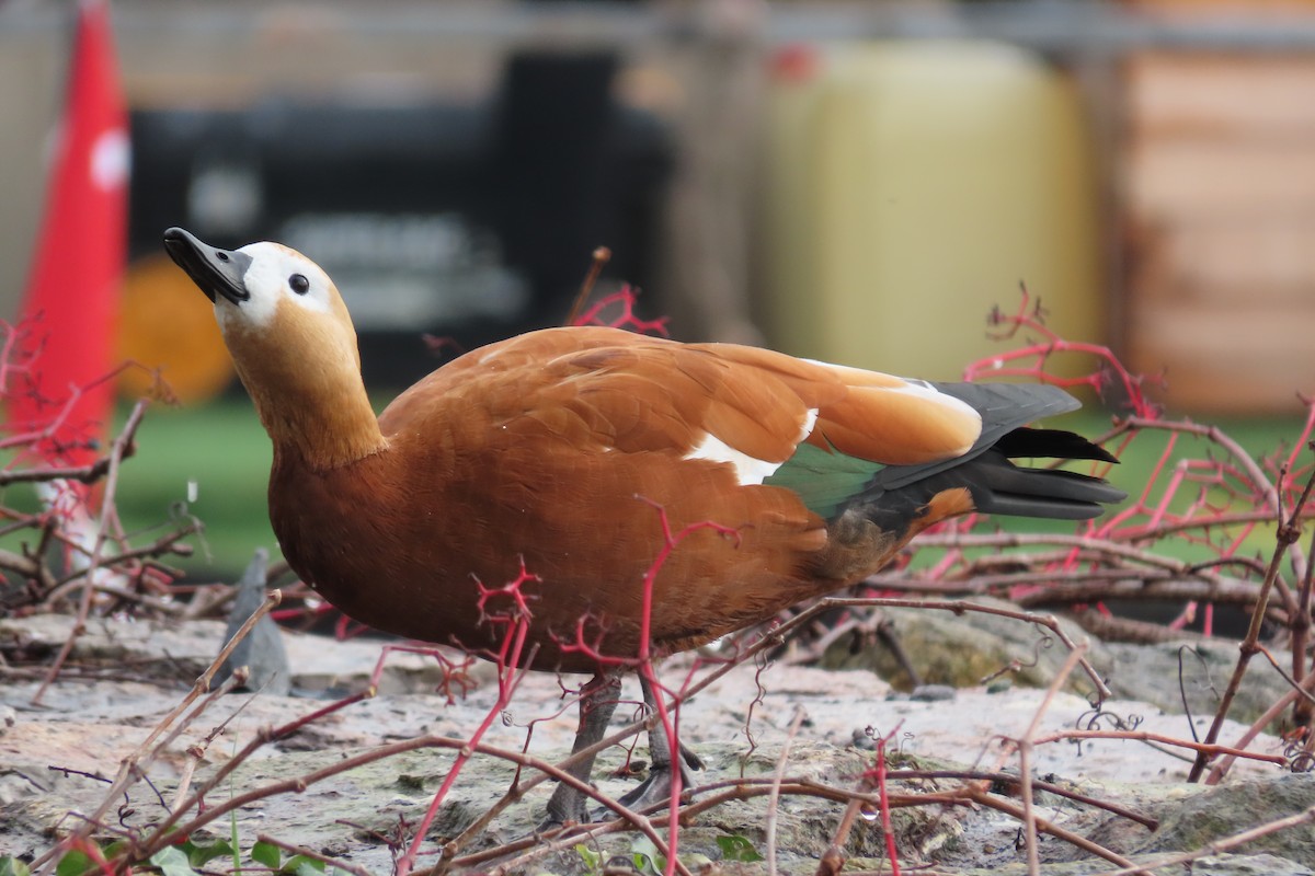 瀆鳧 - ML646523542