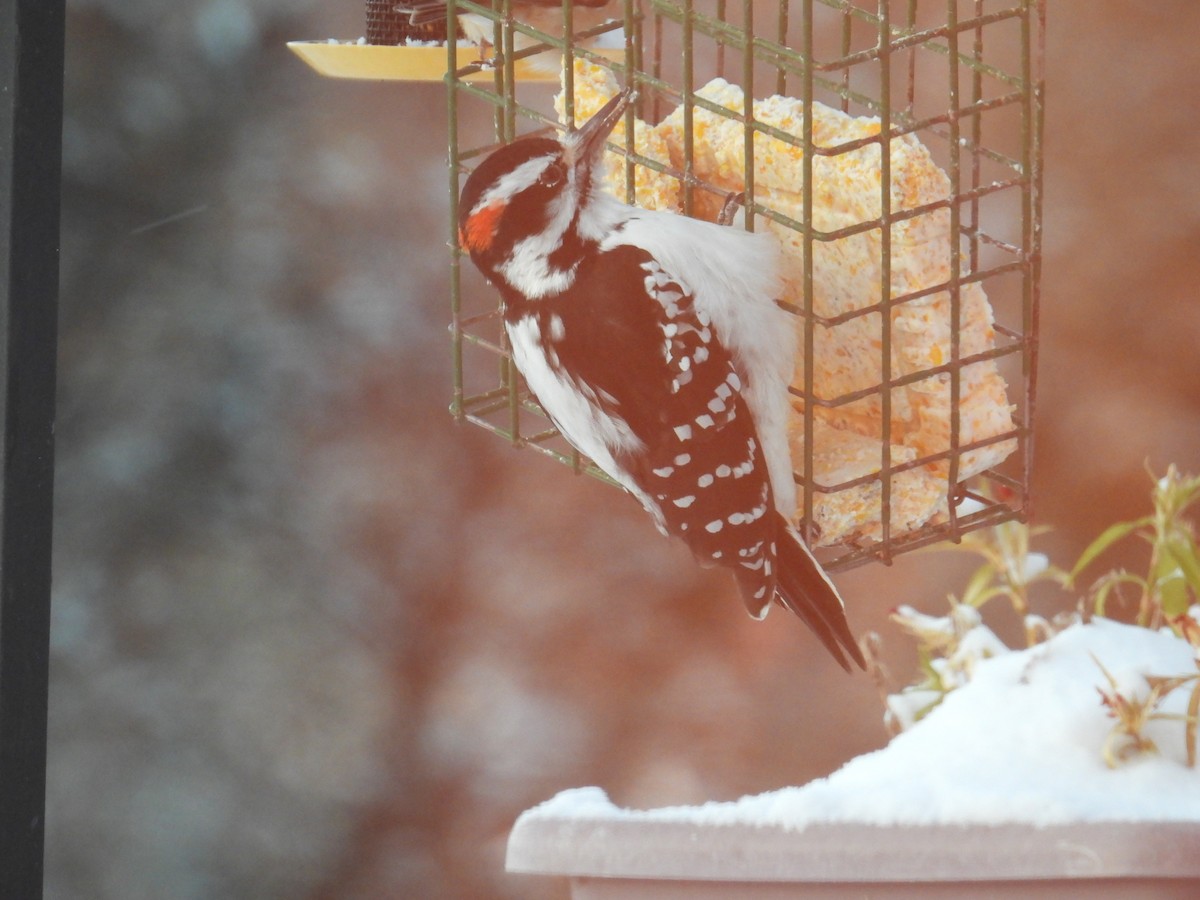 Hairy Woodpecker (Eastern) - ML646523543