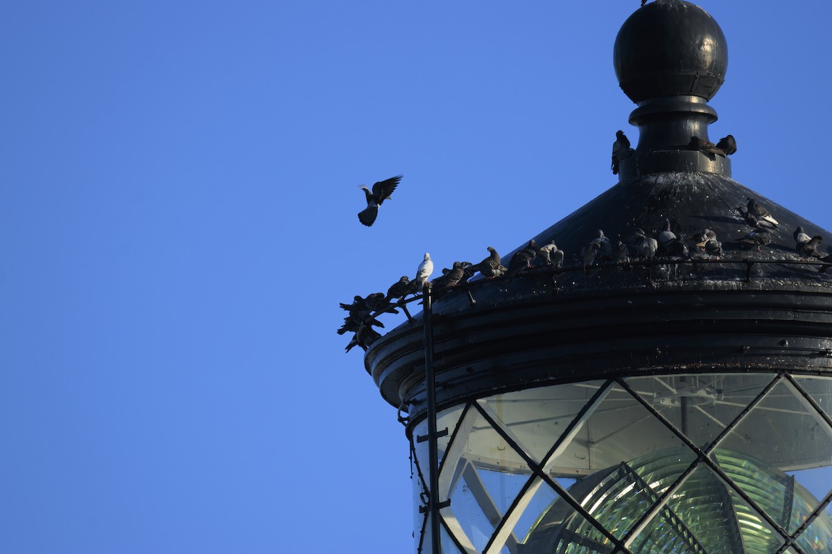 Rock Pigeon (Feral Pigeon) - ML646523549