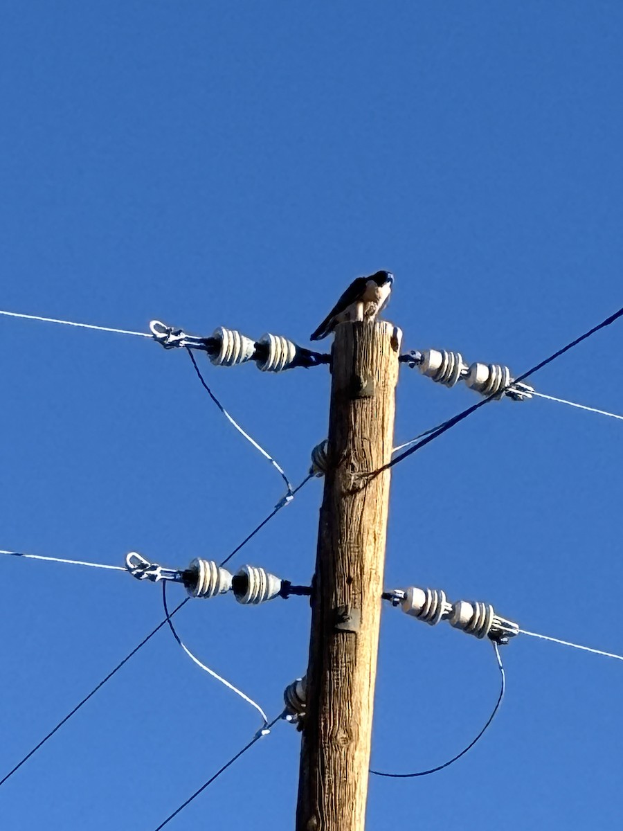 Peregrine Falcon - ML646523573