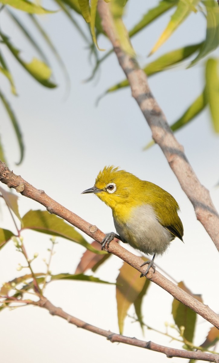Indian White-eye - ML646523579