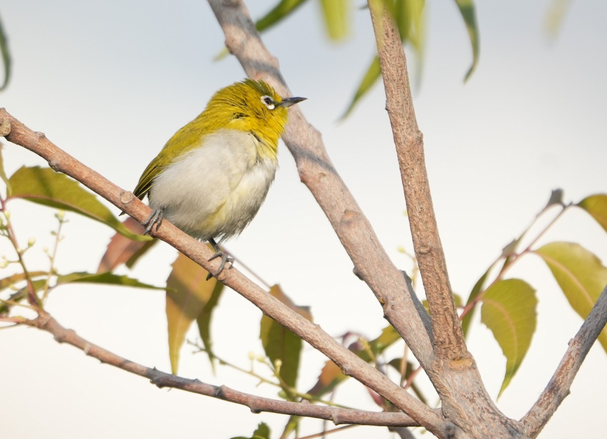 Indian White-eye - ML646523580