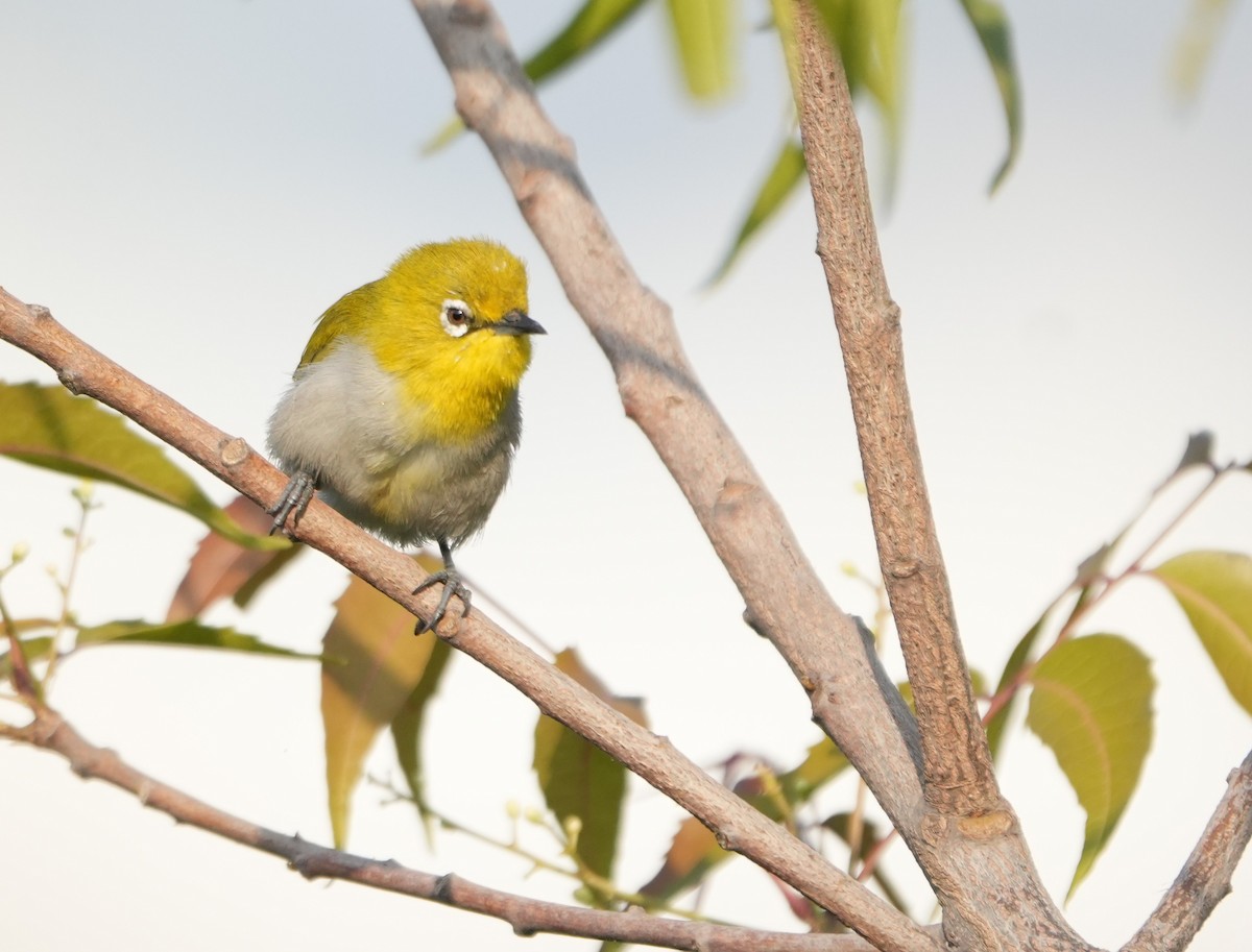Indian White-eye - ML646523581