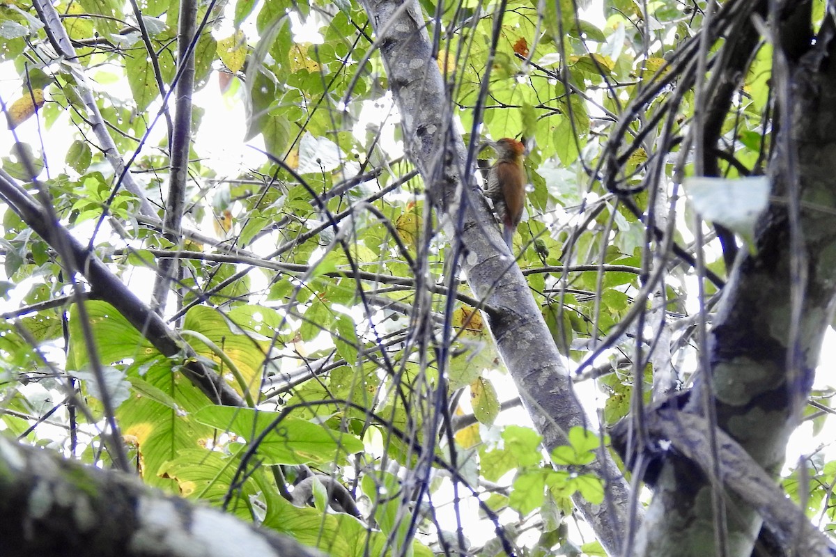 Red-rumped Woodpecker - ML646523584