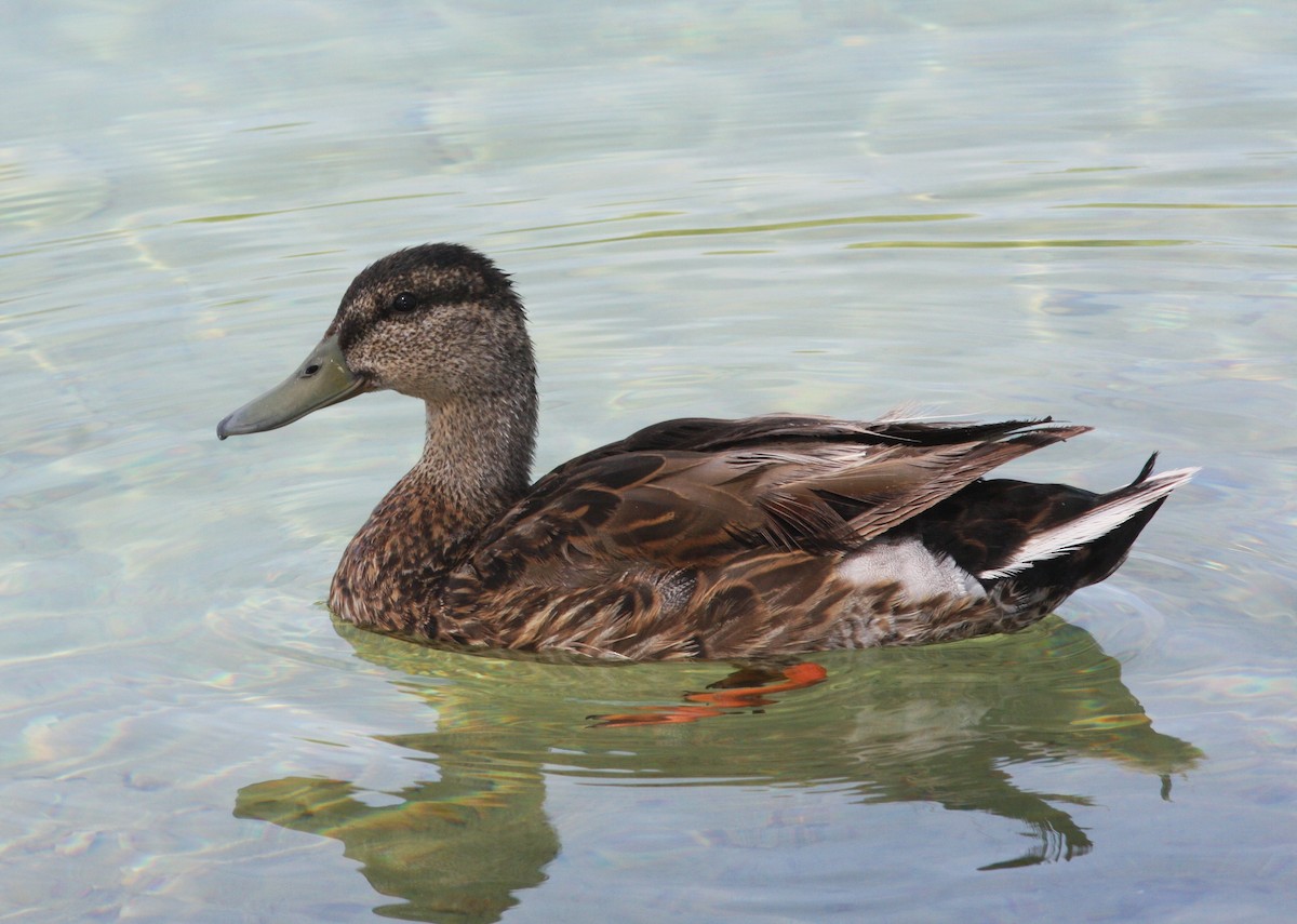 Mallard - ML646523587