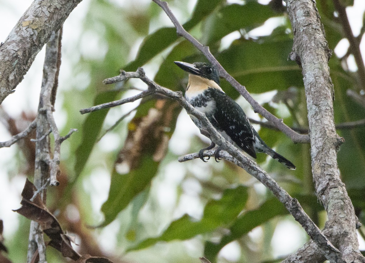 Green Kingfisher - ML646523592
