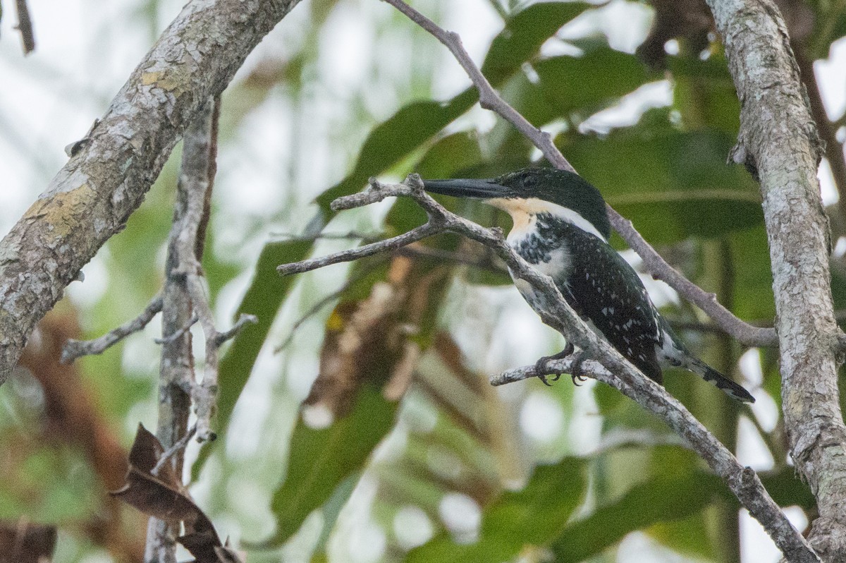 Green Kingfisher - ML646523593