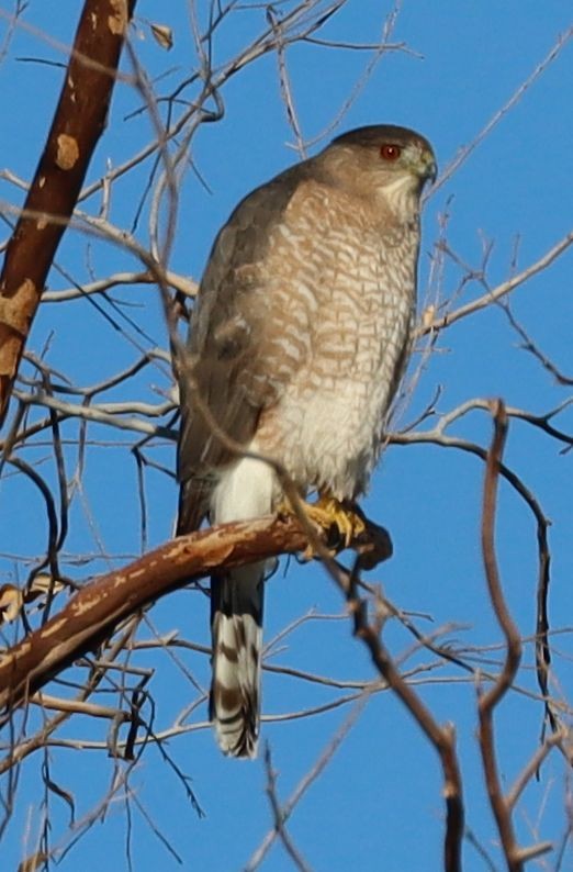 trostehauk - ML646523594