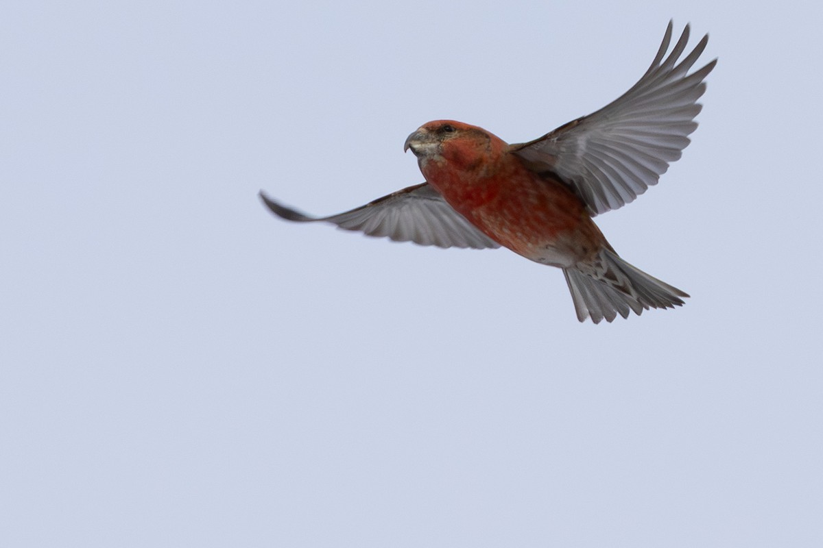 Parrot Crossbill - ML646523595