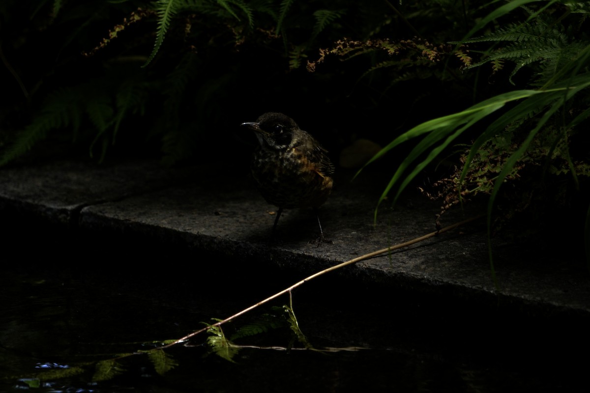 American Robin - ML646523596