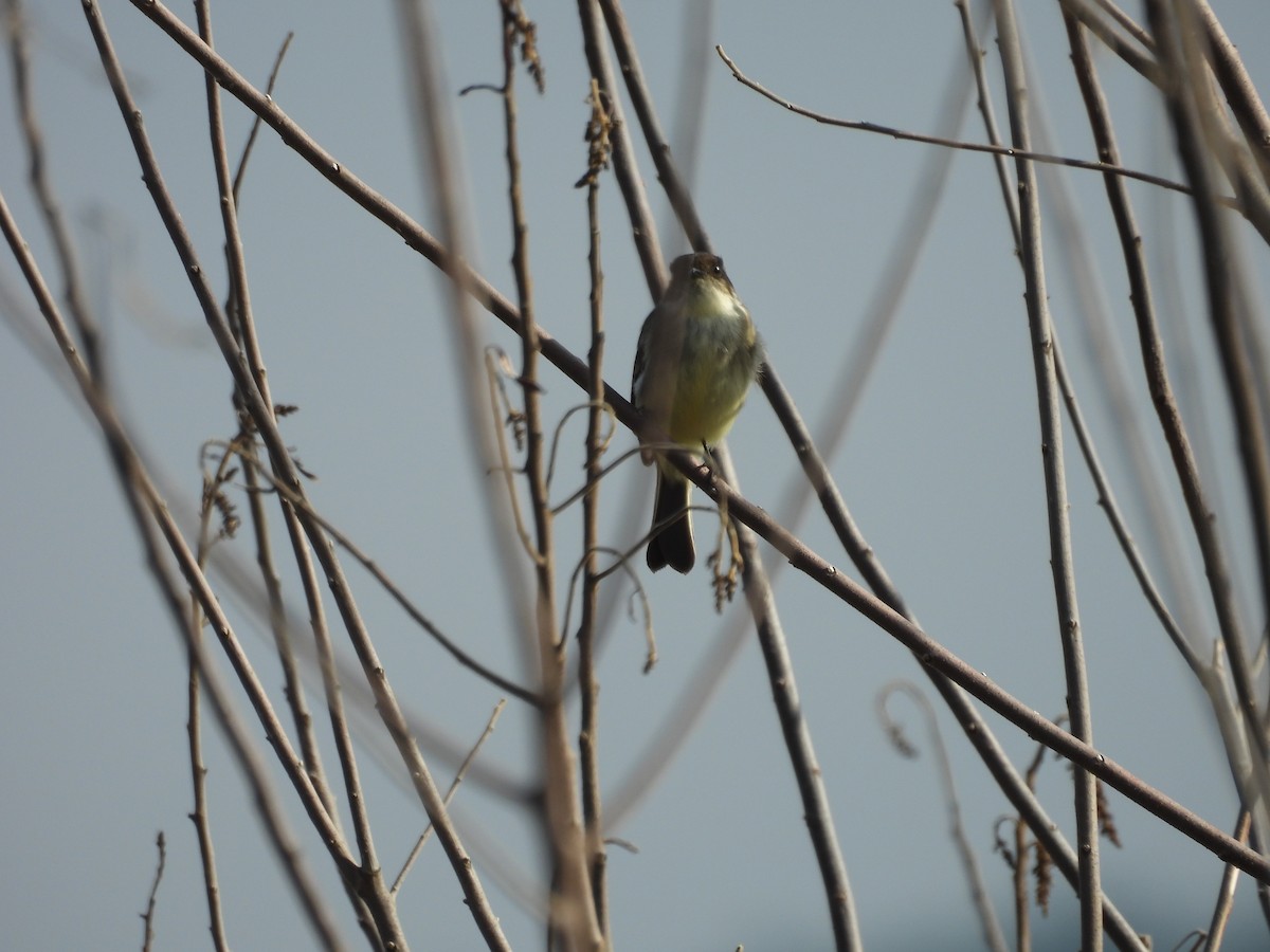 Eastern Phoebe - ML646523598
