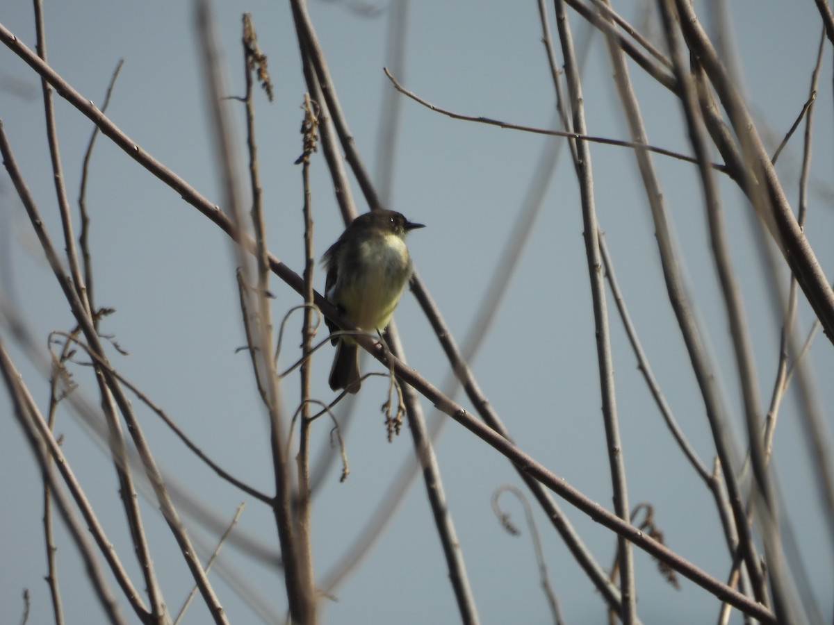 Eastern Phoebe - ML646523600