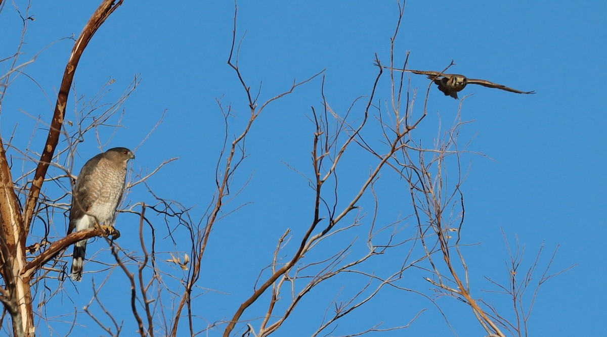 trostehauk - ML646523602