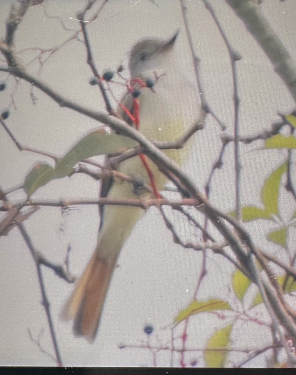 Ash-throated Flycatcher - ML646523607