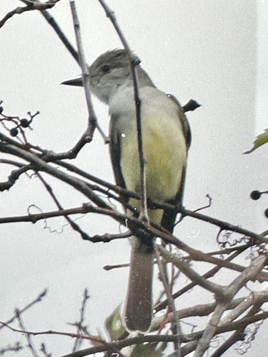 Ash-throated Flycatcher - ML646523608