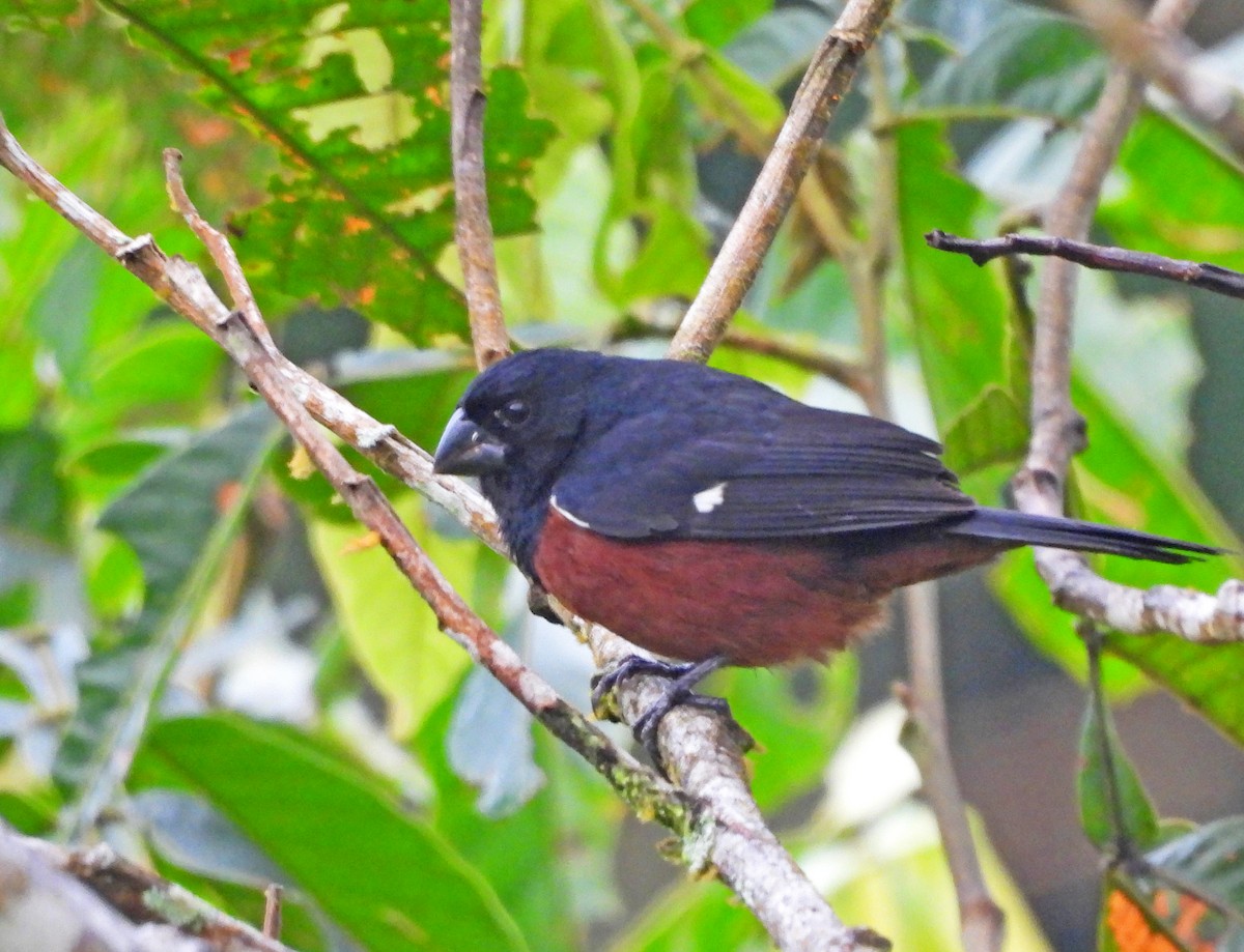 Braunbauchspelzer - ML646523609