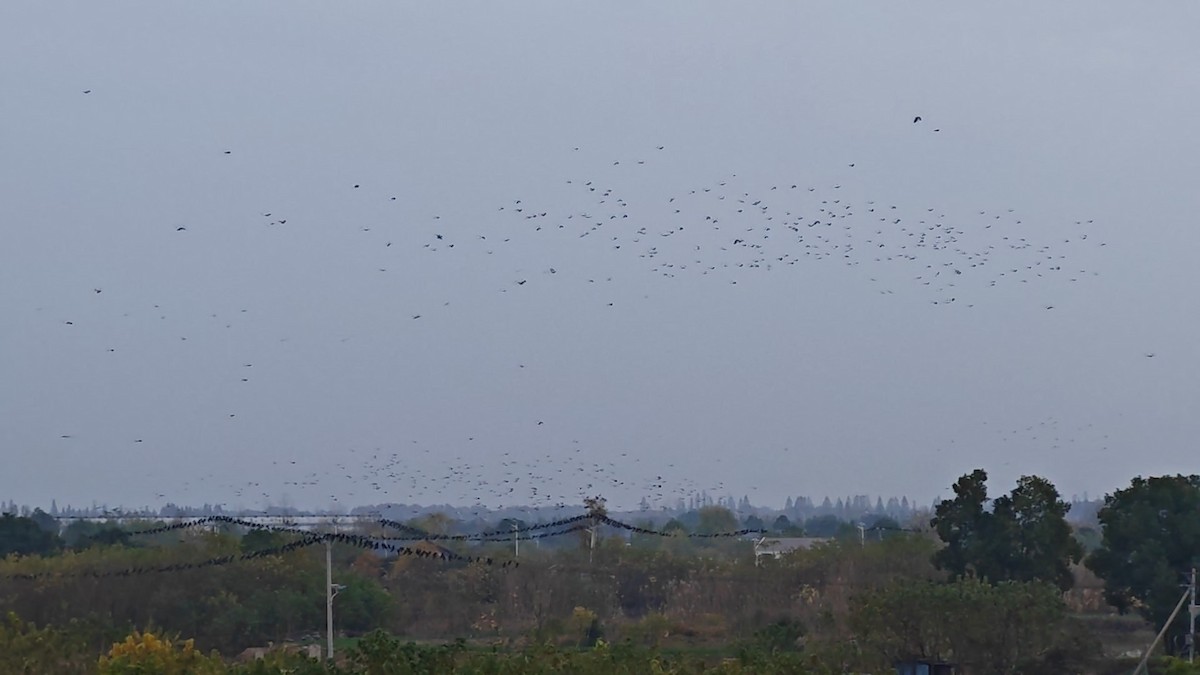 kavka východní - ML646523612