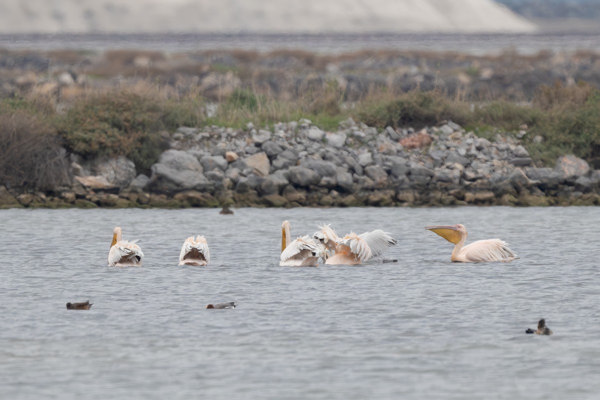 Great White Pelican - ML646523613