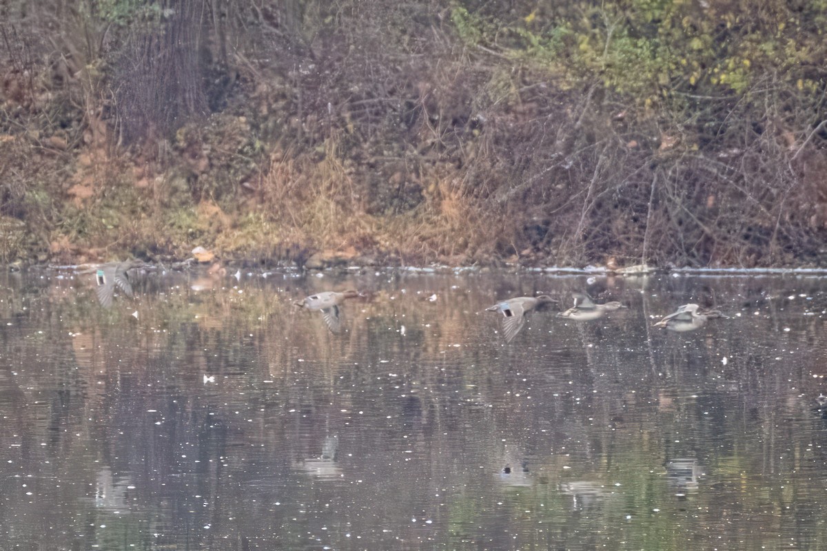 Green-winged Teal - ML646523617