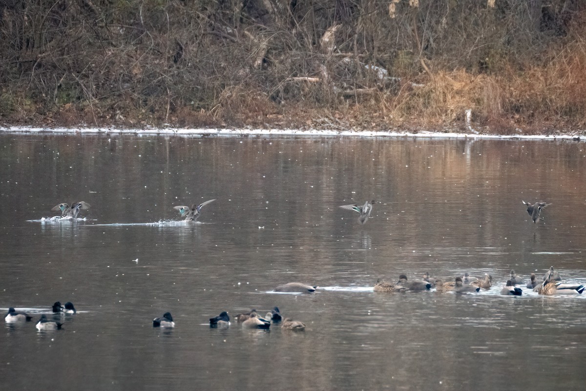 Green-winged Teal - ML646523618