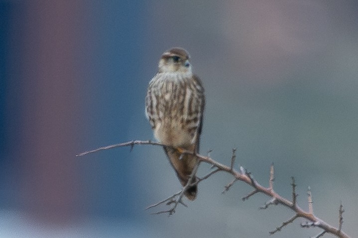 Merlin - ML646523619