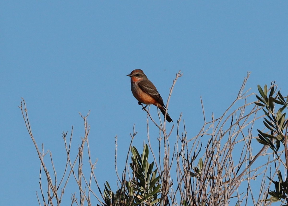 Rubintyrann - ML646523621