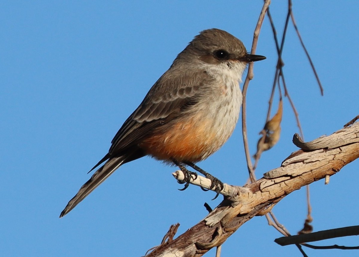 Rubintyrann - ML646523624