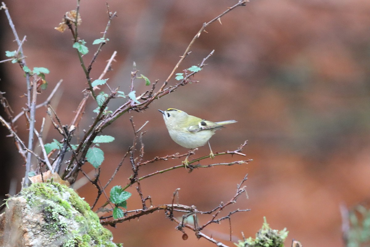 מלכילון האורנים - ML646523626