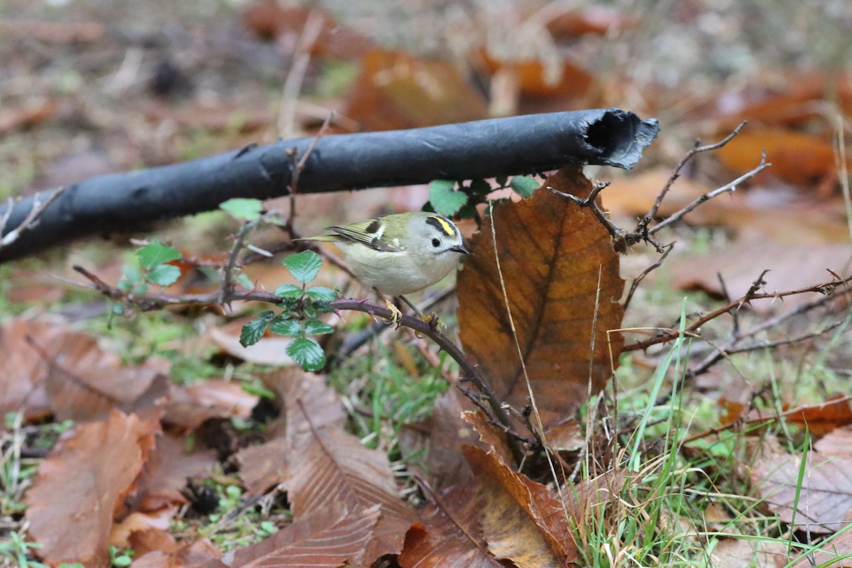 מלכילון האורנים - ML646523627