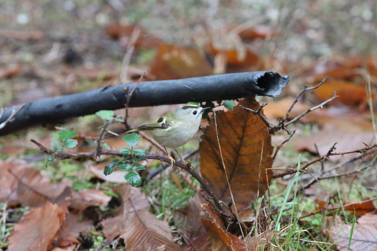 מלכילון האורנים - ML646523628