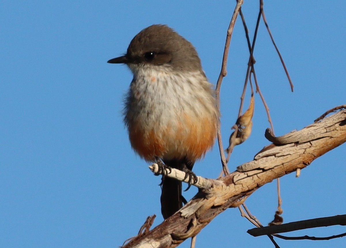 Rubintyrann - ML646523629