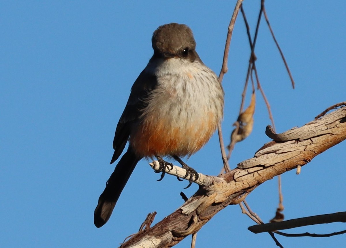 Rubintyrann - ML646523630