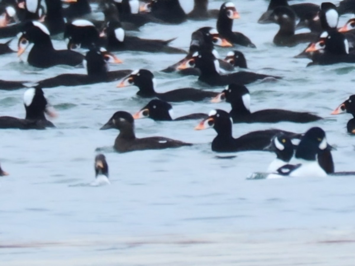 Турпан білолобий - ML646523631