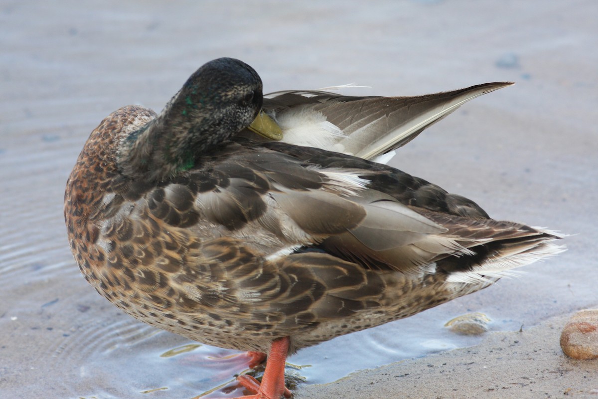 Mallard - ML646523632