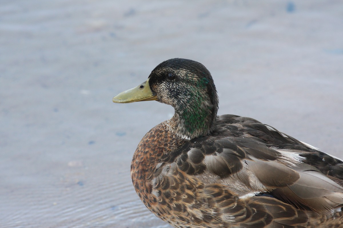 Mallard - ML646523633