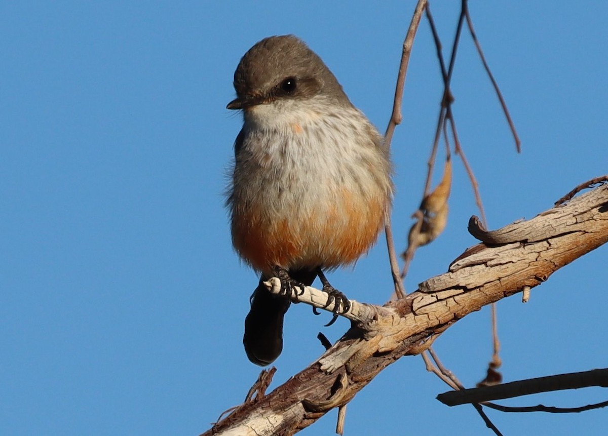 Rubintyrann - ML646523640