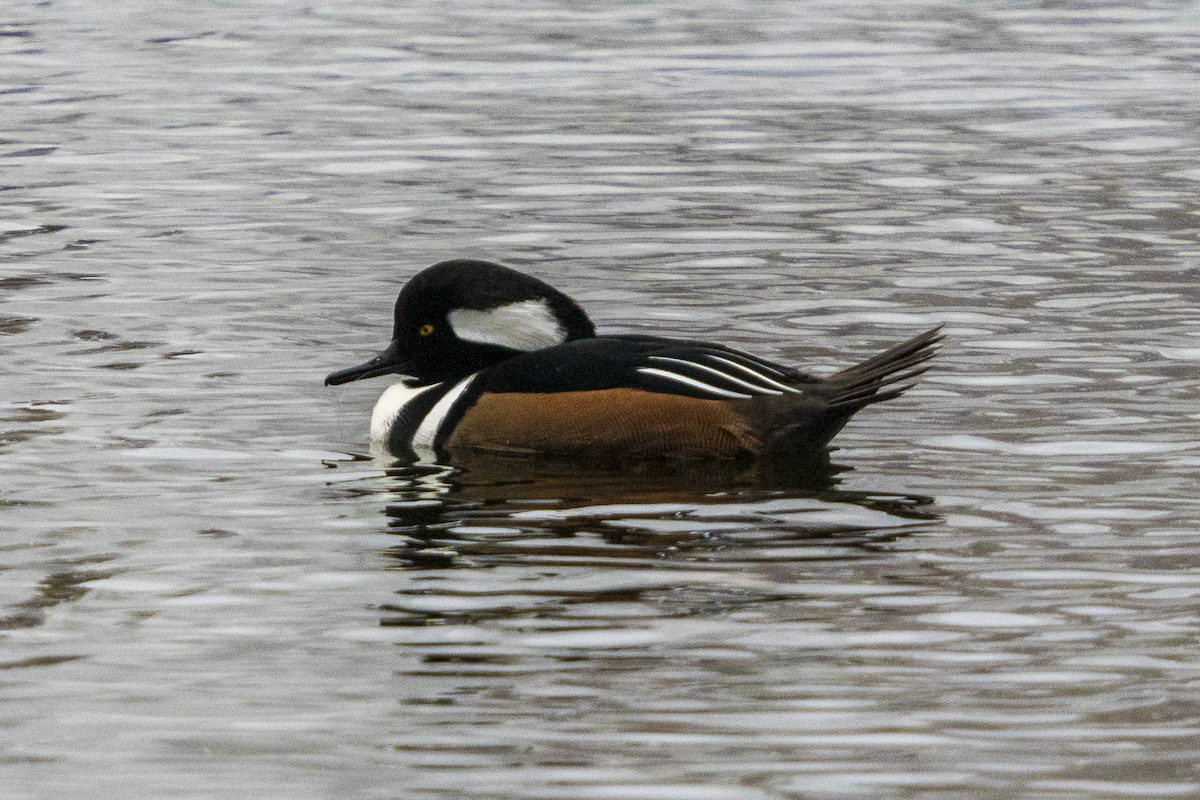 Hooded Merganser - ML646523642