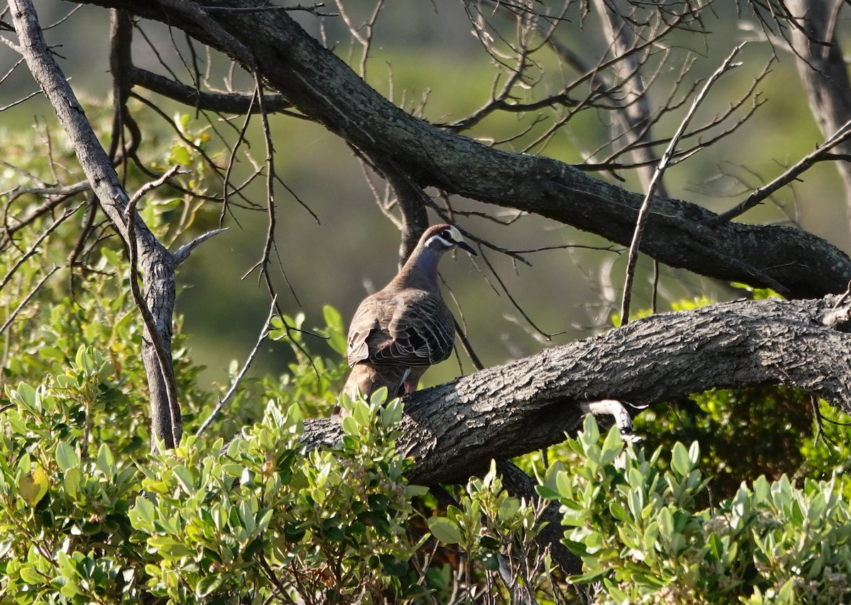 Common Bronzewing - ML646523651