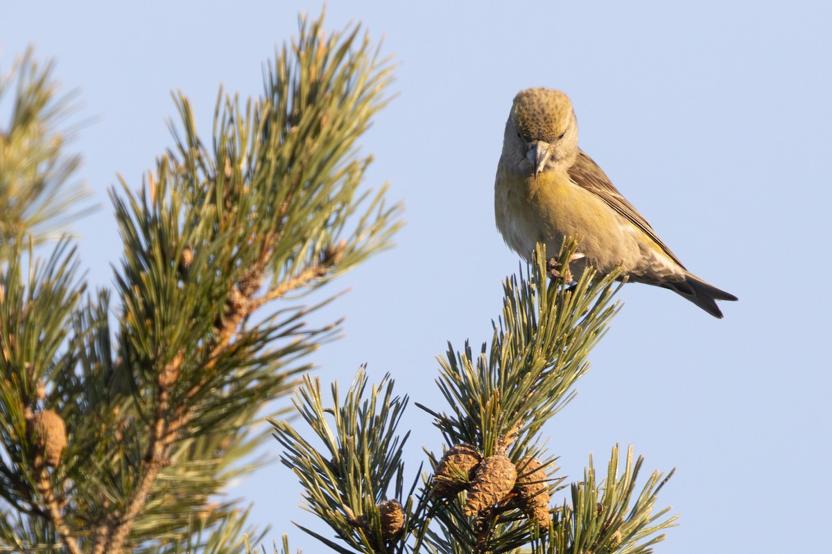 Parrot Crossbill - ML646523656