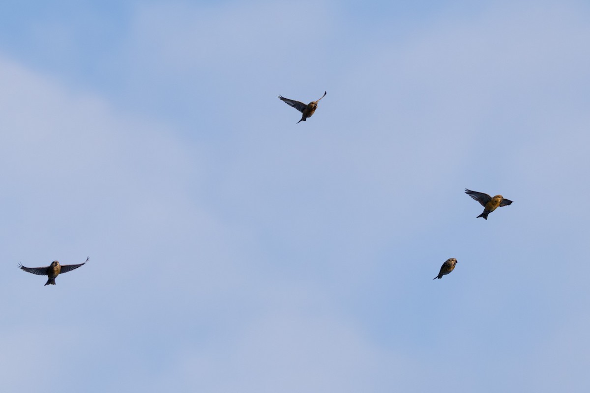 Parrot Crossbill - ML646523657