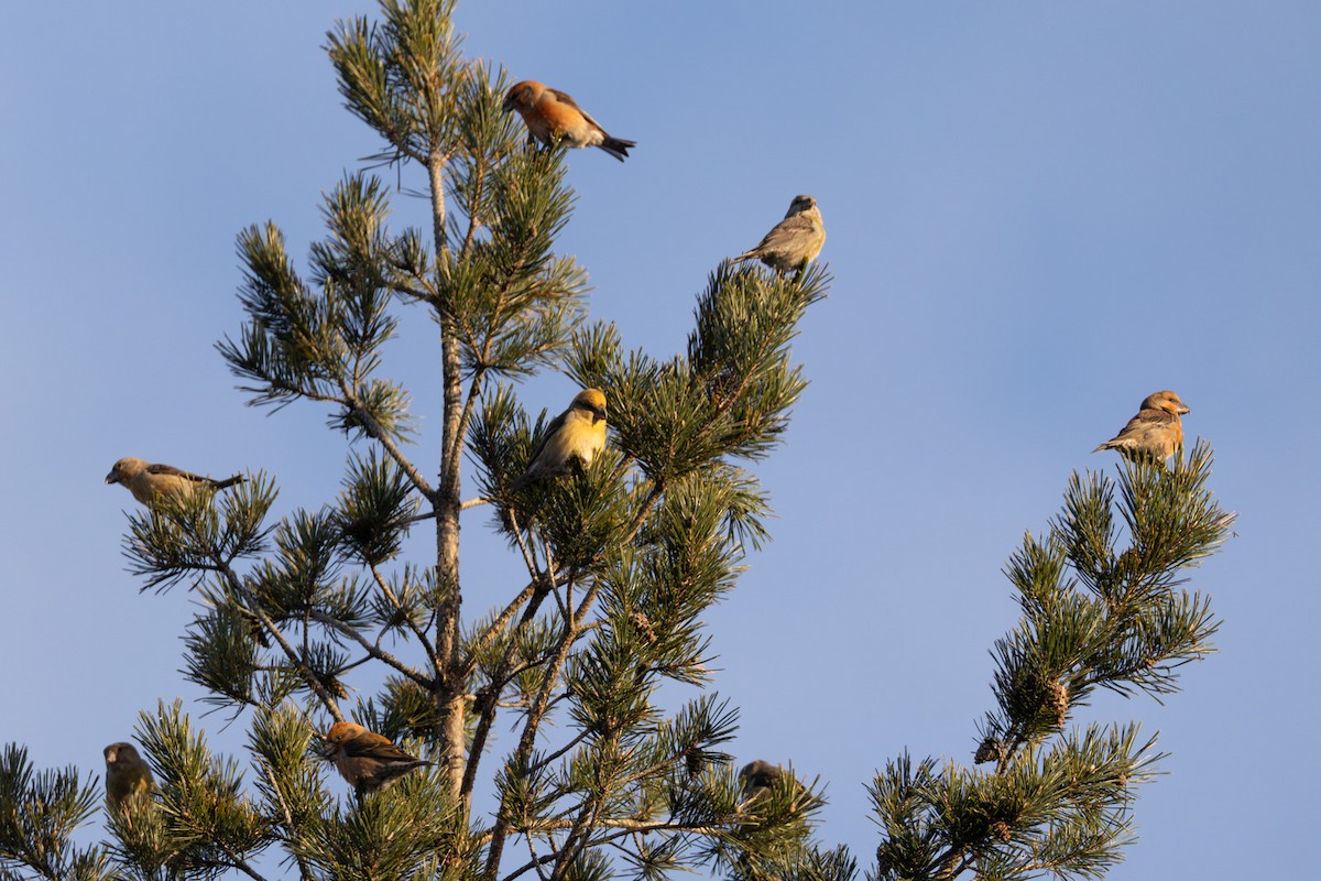 Parrot Crossbill - ML646523658