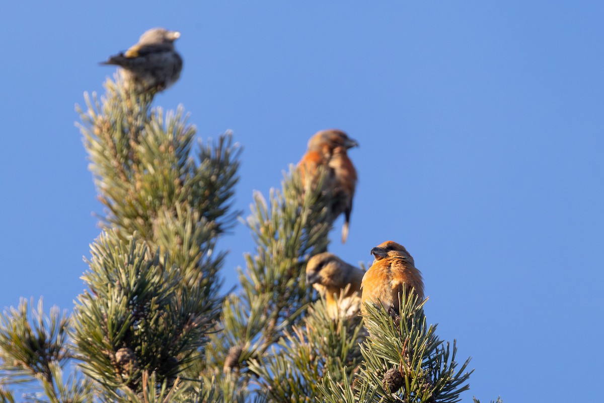 Parrot Crossbill - ML646523659