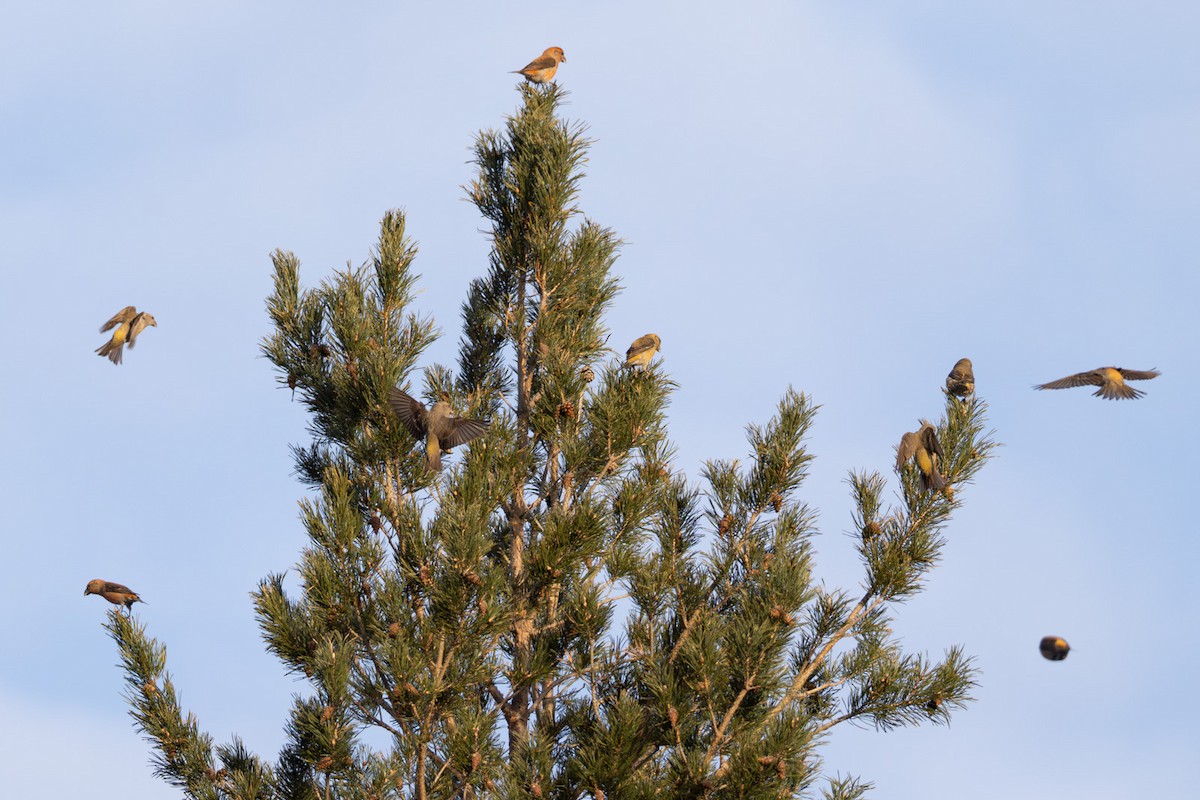 Parrot Crossbill - ML646523660