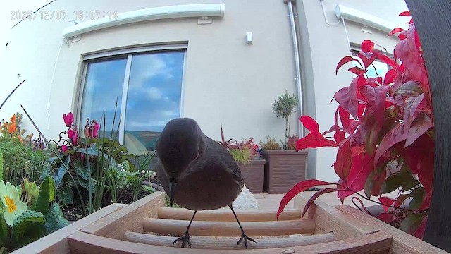 Black Redstart - ML646523670