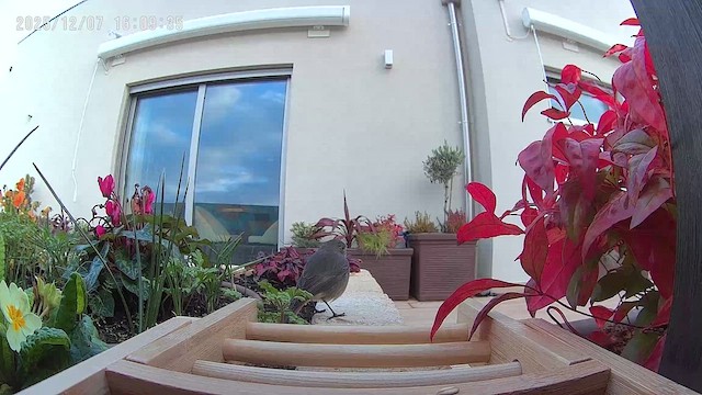 Black Redstart - ML646523671